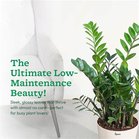 Buy Zz Plant Online In India | Safe Home Delivery – Ugaoo