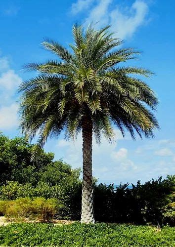 Date Palm Trees Service Provider from Jaipur