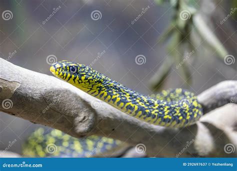 Elaphe Carinata. Golden Green Snake Between Tree Sticks Stock Image ...