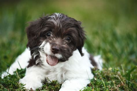 Image result for Cockapoo Traits