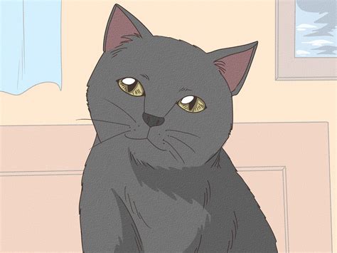 Image result for Cat Intelligence Test