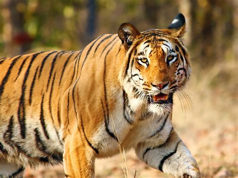 Wildlife In West Bengal