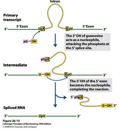 Primary microRNA Transcript 的图像结果