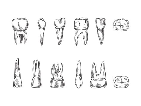 Premium Vector | Teeth sketch different types of human tooth on white ...