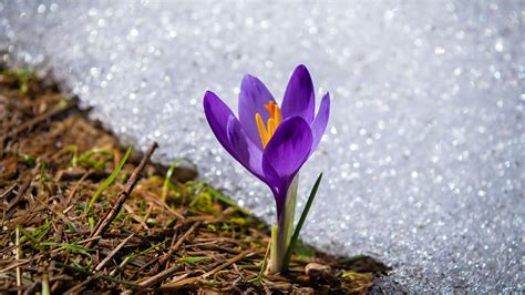 Rezultat imagine pentru Crocus Planting Guide
