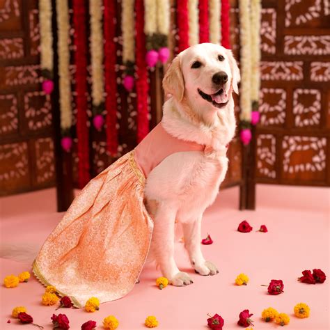Pastel Pink & Gold banarasi Lehenga for dogs – Floof and Co