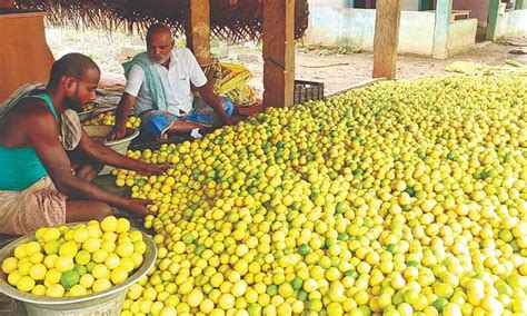 Summer effect: A kilo of lemons now costs over Rs 200 in Puducherry