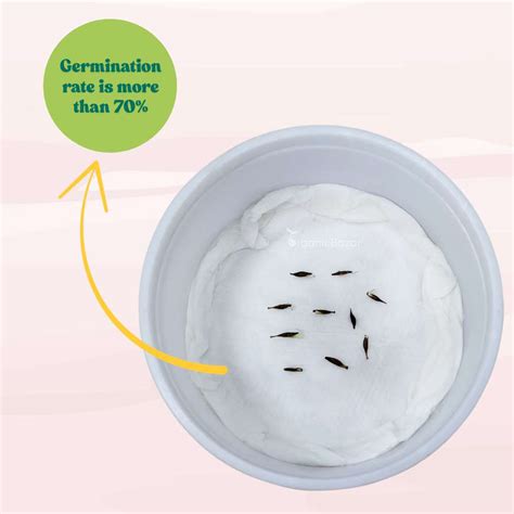 Buy Best Quality Gerbera Micro Mini Mixed Color Seeds