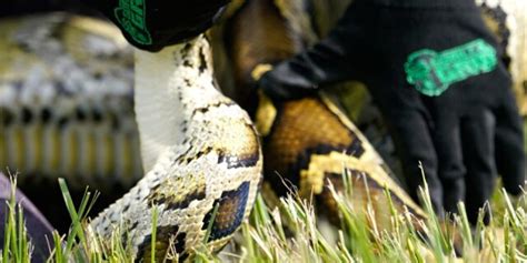 800 compete to remove invasive snakes from Everglades