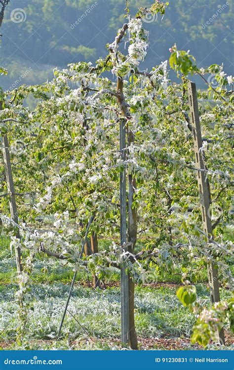 Fruit Trees - Home Gardening Apple, Cherry, Pear, Plum: Protecting ...