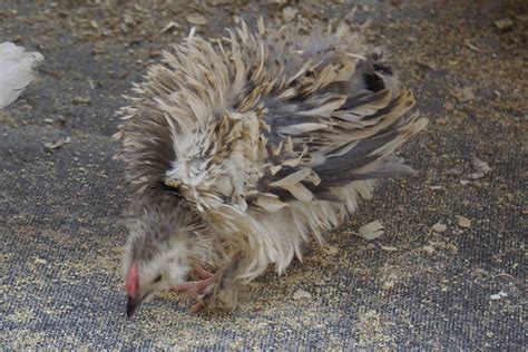 Chick Explodes 的图像结果