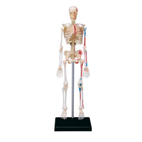 4d Models Visible Human Skeleton Anatomy Kit Skeleton Anatomical Model ...