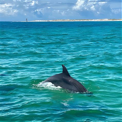 Frisky Mermaid Dolphin Tour + Secluded Beach + Equip, Frisky Mermaid ...
