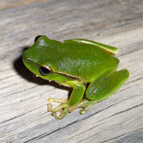 Are Green Tree Frogs Cold Blooded at Willie Mixon blog