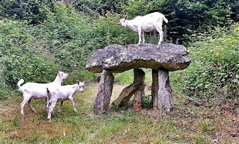 CELTIC PARK AND GARDENS (2025) All You Need to Know BEFORE You Go (with ...