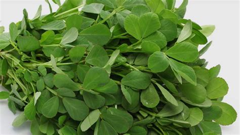 methi leaves Fenugreek store hack in hindi methi ko kaise store karen ...
