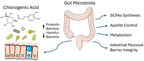 Chlorogenic Acid’s Role in Metabolic Health: Mechanisms and Therapeutic ...