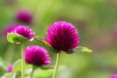 Flower seeds collection - GOMPHRENA/ VAADAMALLI