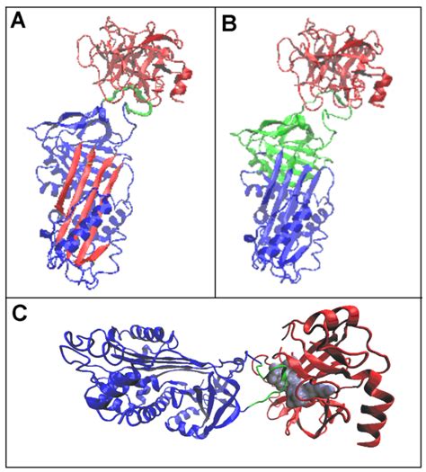 Serpins Activity in Context to Hydrophobic Interaction[v1] | Preprints.org