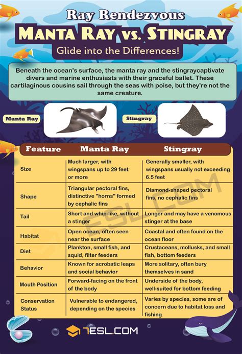 Manta Ray vs. Stingray: Key Differences Explained • 7ESL