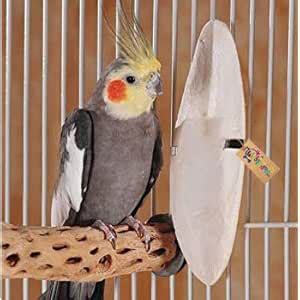 Buy Western Era Natural Calcium Source Cuttlebone Fish for Birds ...