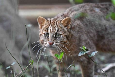 Japan leopard cats: How the Iriomote and Tsushima species have become ...