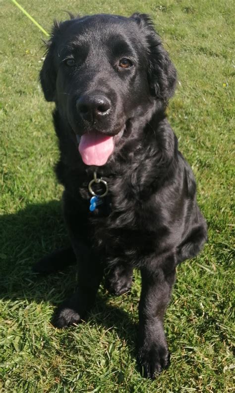 Black Retriever Oak Lane Retrievers