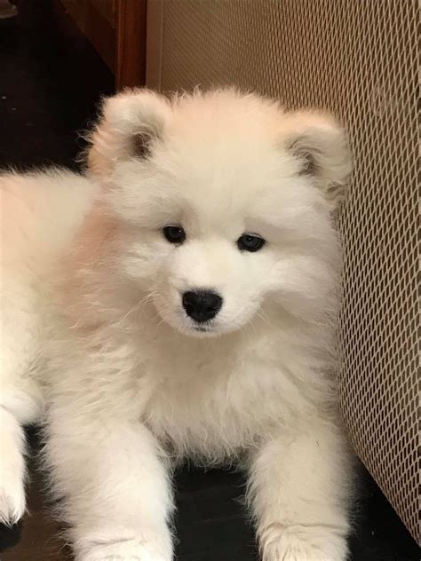 Samoyed Puppies For Sale | Jacksonville, FL #344926