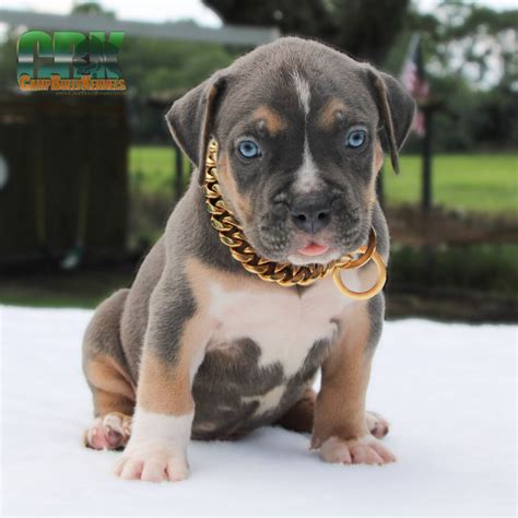 XL Bully Puppies Info | Camp Bully Kennels | Charleston
