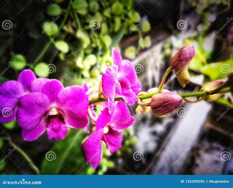 Purple Color of Orchid Plants on the Tree Stock Image - Image of ...