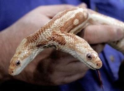 Image result for Mutant Animals