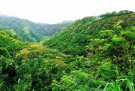 Image result for Hawaii Tropical Rainforest