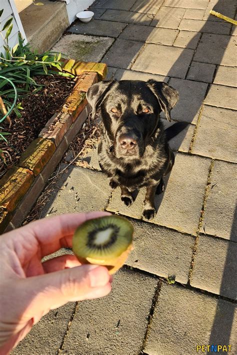 Can Dogs Eat Kiwi? (YES - Cute Pics Of Our Dog Eating Kiwi)