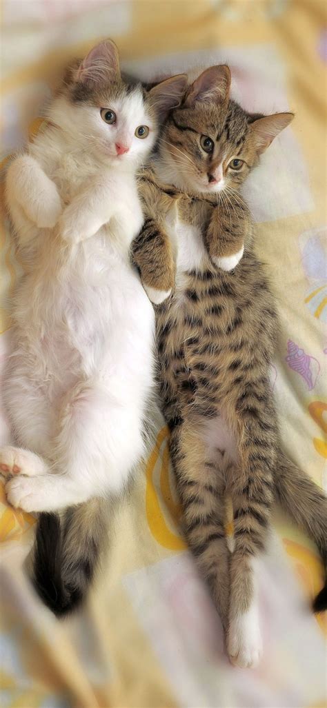 Pin on Kittens and Puppies and Critters, Oh My! | Pretty cats, Cute cats and dogs, Cute baby animals