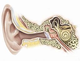 external auditory canal 的图像结果