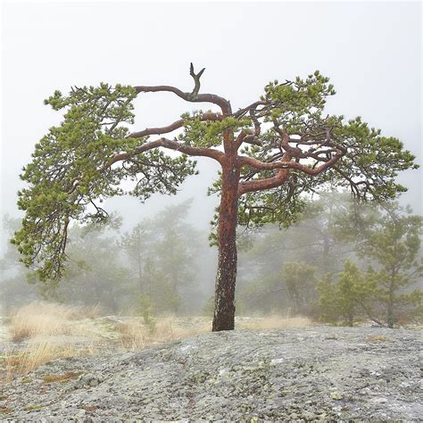 Kuusi kuiskaa, honka huokaa, Alvar Aallon katu 14, 60100 Seinäjoki ...