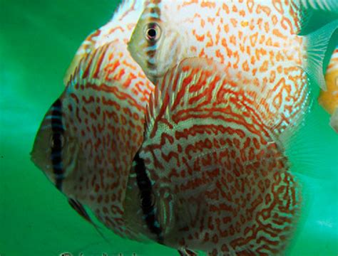 Image result for Discus Fish Shops