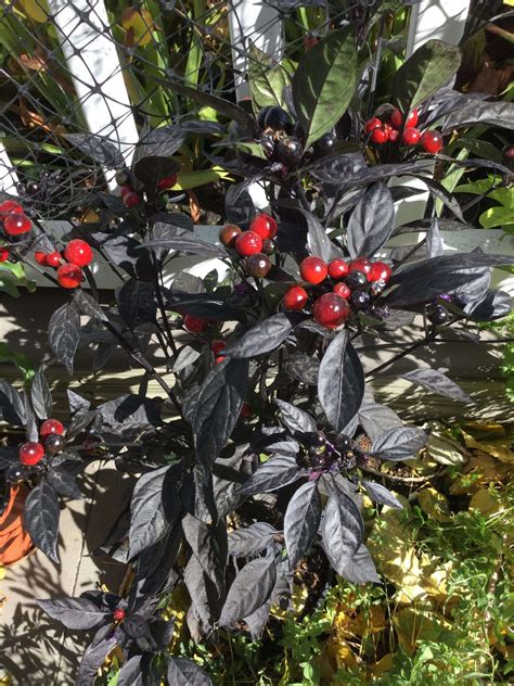 Ornamental Black Pepper Plant