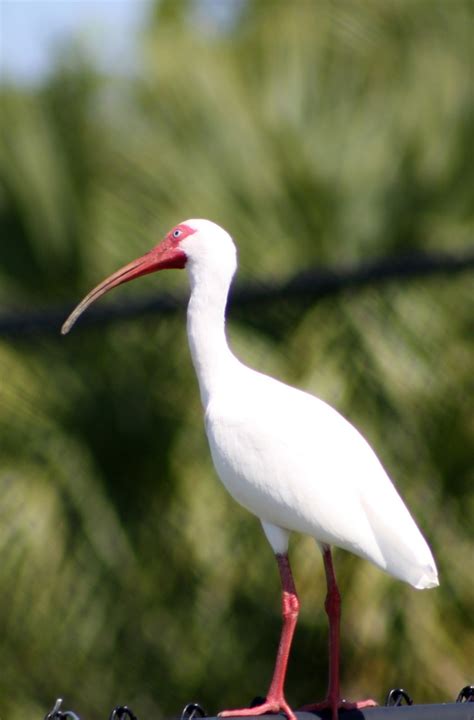 Crystals Natural World Photography Blog : Common Wading Birds Of ...