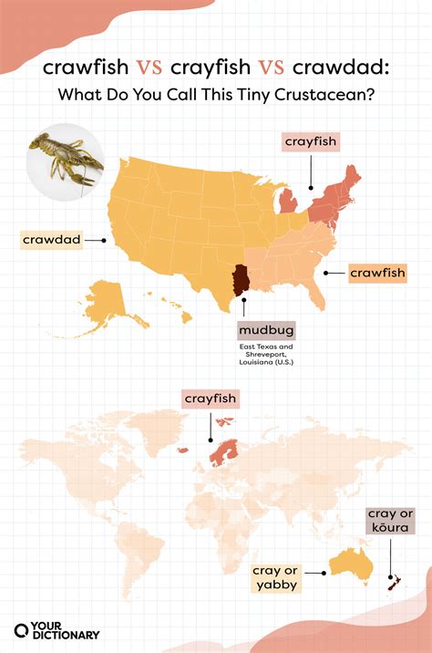 Crayfish Vs Crawfish Comparison Of Body Size And Chela Size Between