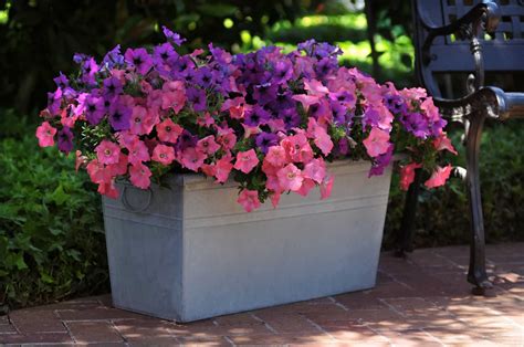 Wave Petunias | Jolly Farmer®