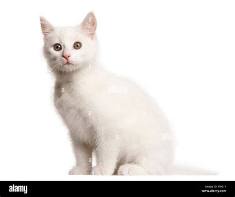 Size Of Cat At 3 Months at Lucas Hampton blog