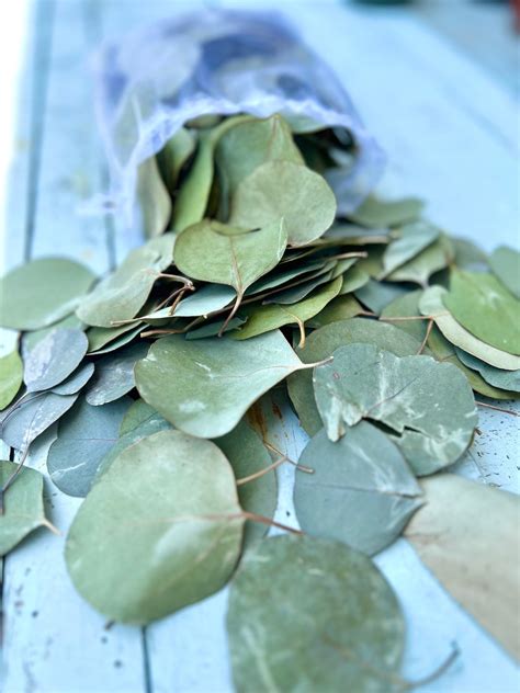Dried Eucalyptus Leaves, All Natural Eucalyptus Dried in Pouch, Wedding ...
