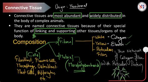 Connective Tissue Function 的图像结果