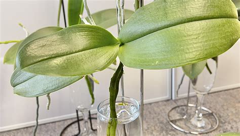 How to Grow Orchid in Water