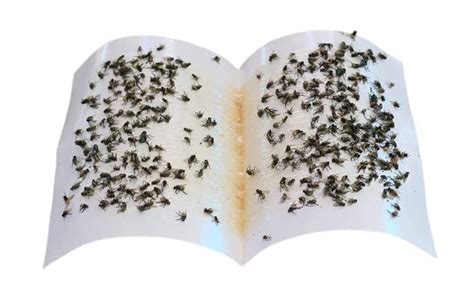 Fly Trap Sticker Paper for Home Flies - 5 nos : Amazon.in: Garden ...