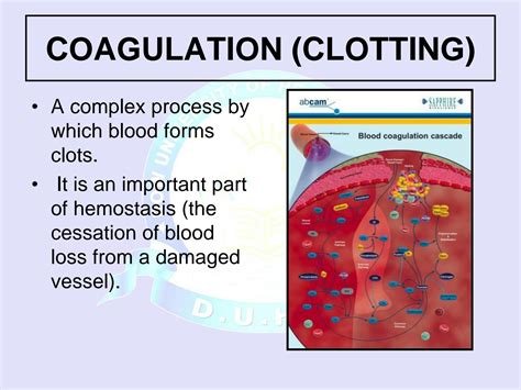 SOLUTION: Clotting cascade and bleeding disorders - Studypool