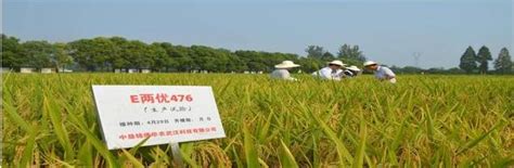 什么是水稻种子的主要品种 - 运富春