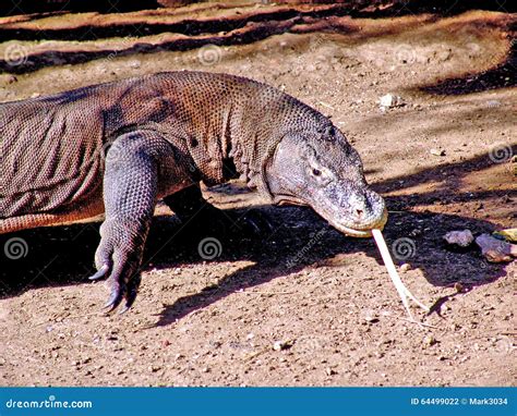 Komodo Dragon Indonesia stock photo. Image of male, large - 64499022