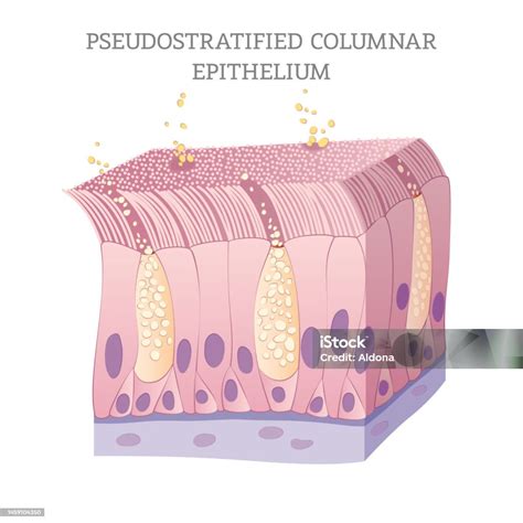 Pseudostratified Columnar Epithelium PSEUDOSTRATIFIED COLUMNAR